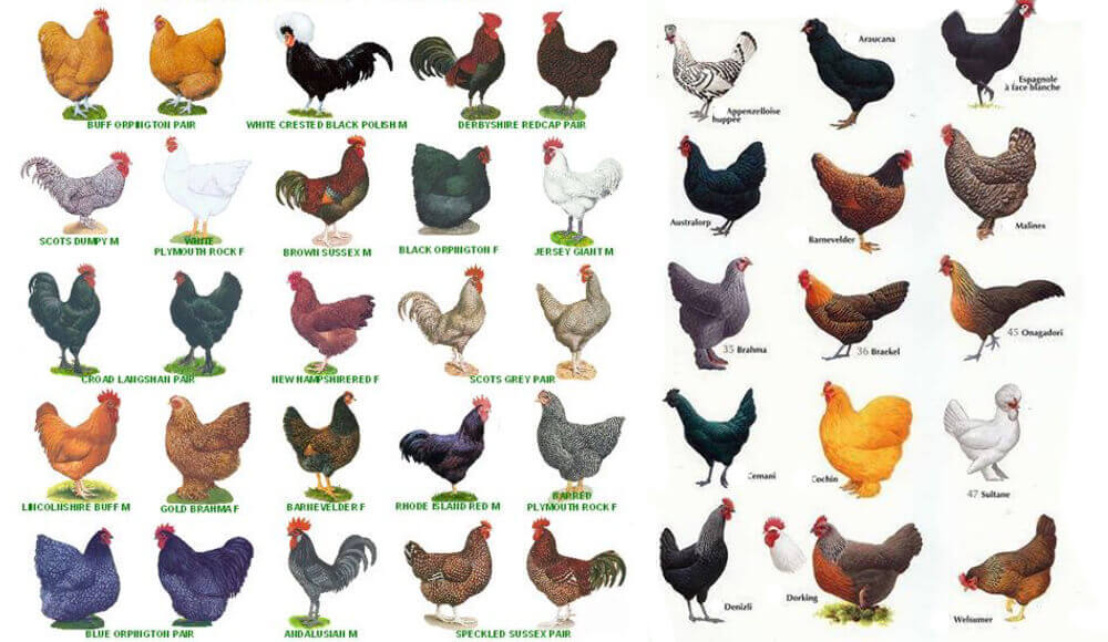 Types Of Chicken Breeds Chart