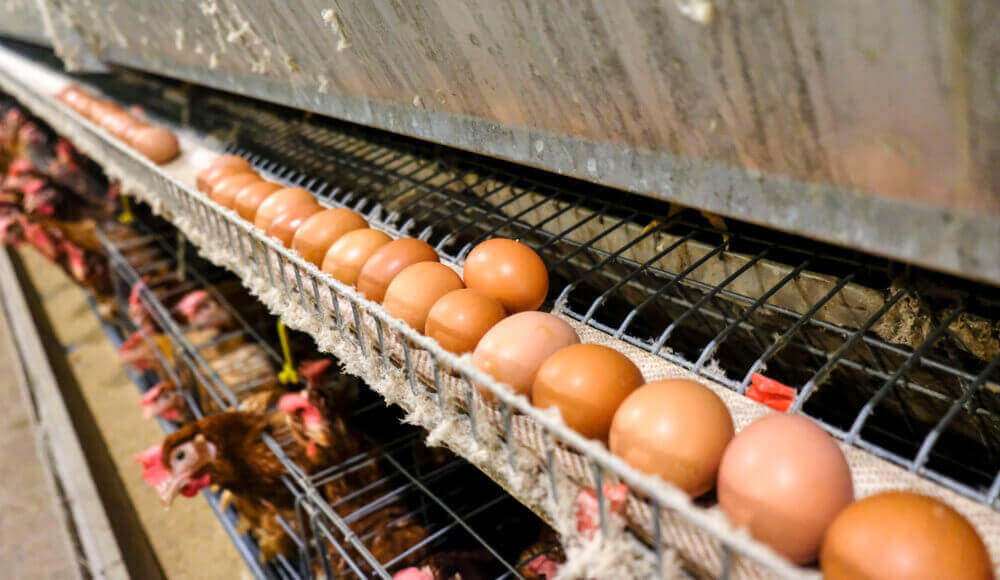 Egg production flow in poultry farm.