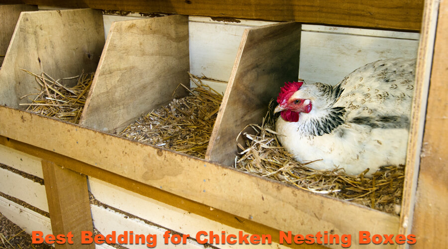 Hen laying egg in the chicken nesting box.